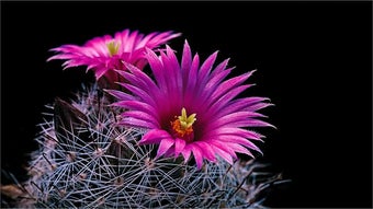 Cactus Flowers