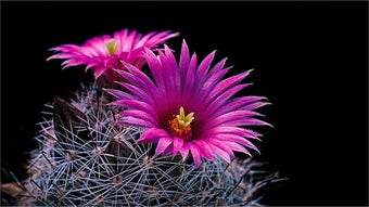 Bild 0 für Cactus Flowers
