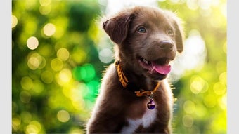 Image 0 pour Baby Animals