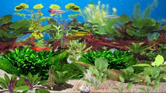 Image 0 for Arowana Deluxe Aquarium