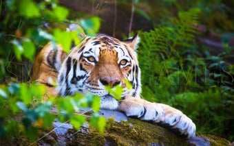 Animals Puzzle的第0张图片