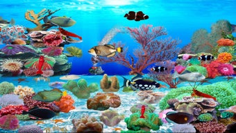 Trigger Fish Aquarium