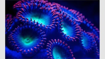 Image 0 pour Fish and Corals