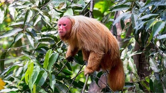 Imagen 0 para Amazon Wildlife PREMIUM
