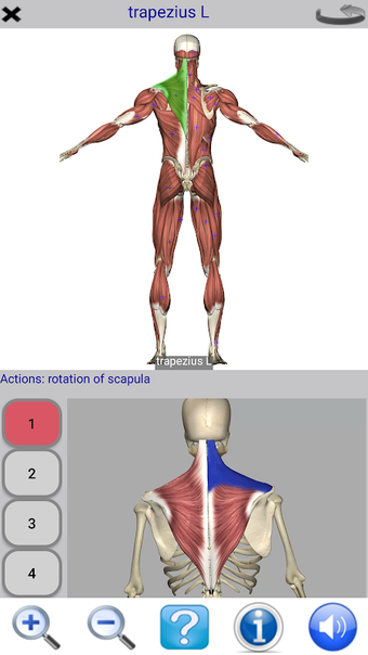 Visual Anatomy Free的第0张图片