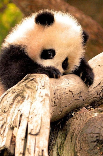Obraz 0 dla Cute Baby Animals Picture…