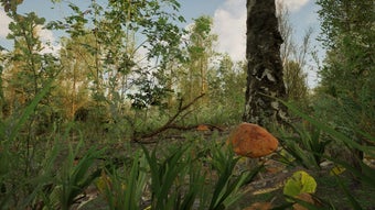 Image 0 for Forest Doesn’t Care