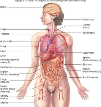 Image 0 pour Human Anatomy