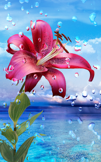 Summer Rain, Flowers, HD LWP