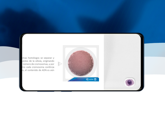 Immagine 0 per 3D Mitotic Division