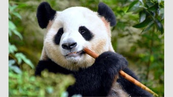 Bild 0 für Panda Bears
