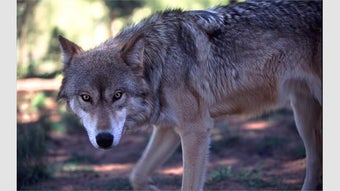 Imagen 0 para Wolves by Dave Johnson