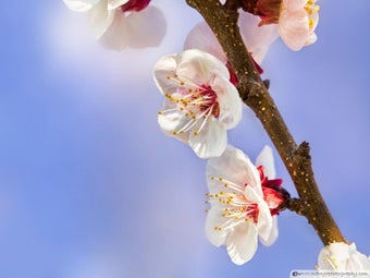 Imagen 0 para Flowers Wallpaper