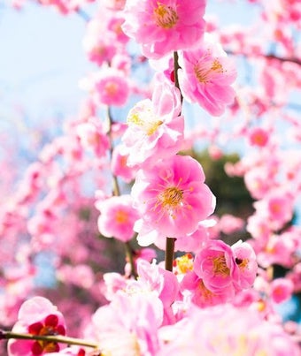 Bild 0 für Flowers Wallpaper