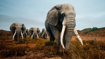 Bild 0 für Animalia Survival