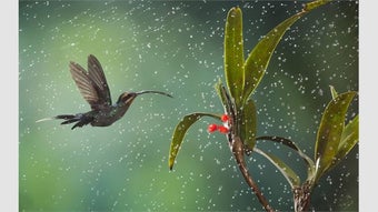 Image 0 pour Monsoons