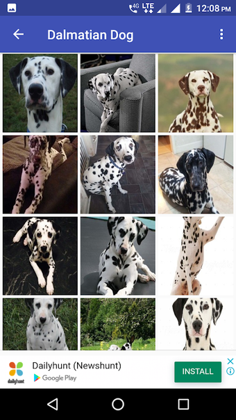 Dalmatian Dog HD Imageの画像0