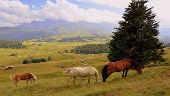 Beautiful Horses Puzzle