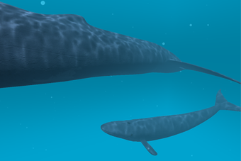 Blue whale VR