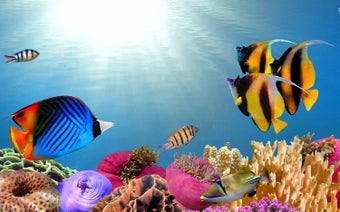 Obraz 0 dla Tropical Fish Theme