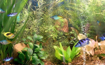 Aqua 3D Screensaver for M…的第0张图片