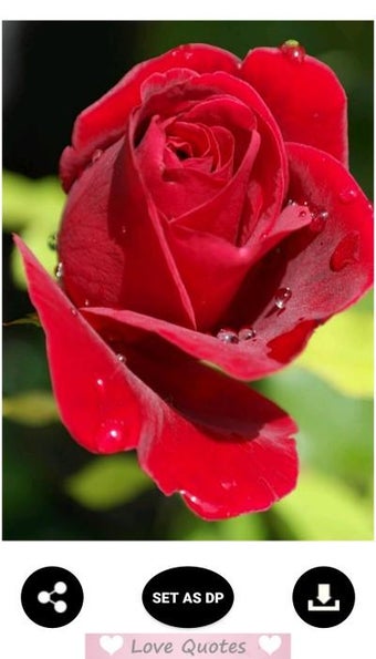 Image 0 pour Rose Wallpaper