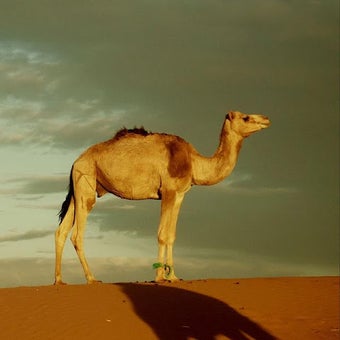 Camels Jigsaw Puzzlesの画像0