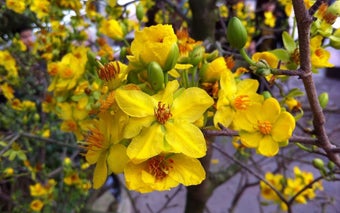 Image 0 pour Mai Flower Live Wallpaper…