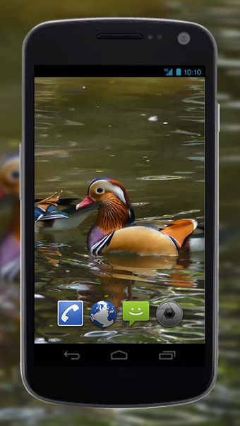 Immagine 0 per 4K Colorful Ducks Video L…