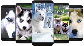Image 0 for Husky Dog Wallpaper HD