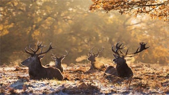 National Geographic Antlers in Autumn PREMIUM