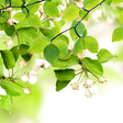 Icona del programma: Leaf Live Wallpaper