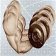 Icon of program: StrongDC++