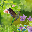 Icon des Programms: Hummingbirds wallpaper