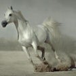 Icône du programme : 500 Amazing Horse Picture…