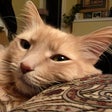 Icon des Programms: Cats …