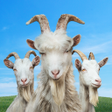 Ikona programu: Goat Simu…