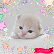 プログラムのアイコン: Sweet Cats GIF Photo Fram…