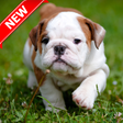 Icona del programma: Pitbull Pup Wallpaper HD