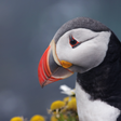 Icona del programma: Puffin Wallpapers