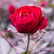 Icon des Programms: Rose HD Wallpaper