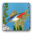 Icon of program: aniPet Freshwater Live WP