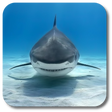 プログラムのアイコン: Shark Live Wallpaper