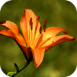 Icon des Programms: Lily Wallpapers