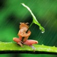 Icon of program: Rain HD Wallpaper