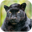 Ikona programu: Black Panther Live Wallpa…