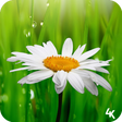 Icon des Programms: Flower Wallpaper (4k)