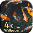 Icona del programma: Carp Koi fish live wallpa…