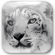 Icon des Programms: SnowChecker