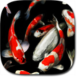 Icon des Programms: Koi Live Wallpaper PRO